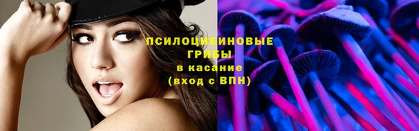 хмурый Аркадак